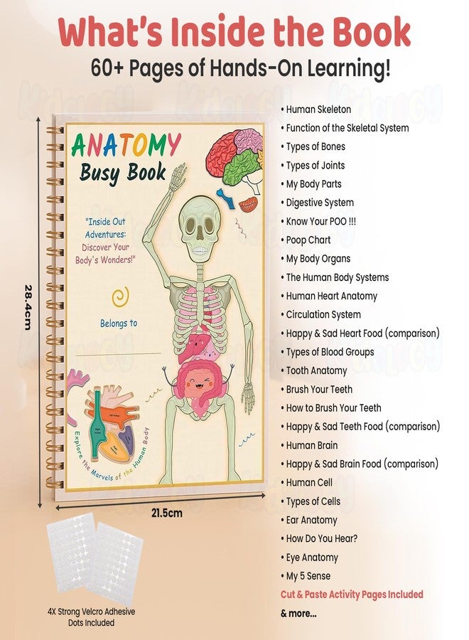 Kidology كتاب كيدولوجي التفاعلي لتشريح جسم الإنسان للأطفال من عمر 4 سنوات فما فوق | أكثر من 60 صفحة من أنشطة مونتيسوري التعليمية لنموذج الجسم | لعبة تعليمية تفاعلية ومواد تعليمية لمرحلة ما قبل المدرسة ورياض الأطفال - Image 5